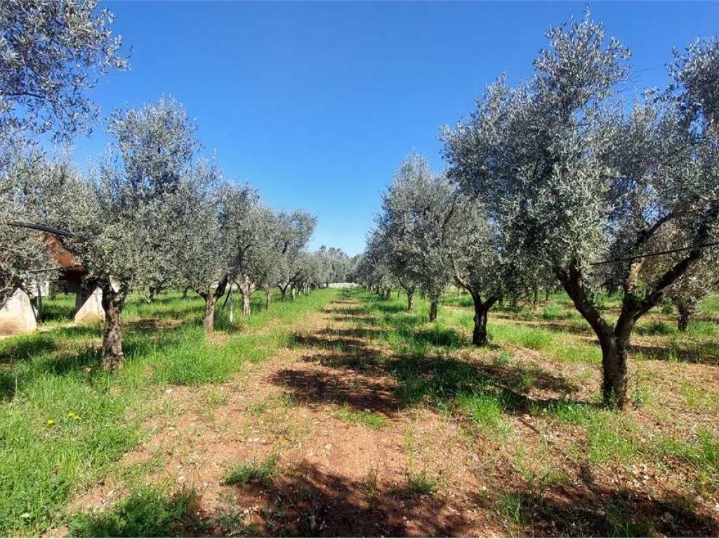 Terreno a San vito dei normanni - Foto 4