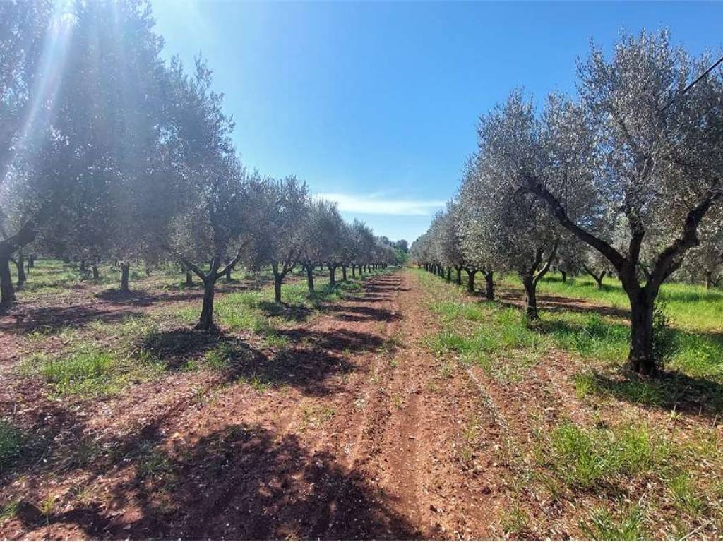 Terreno a San vito dei normanni - Foto 5