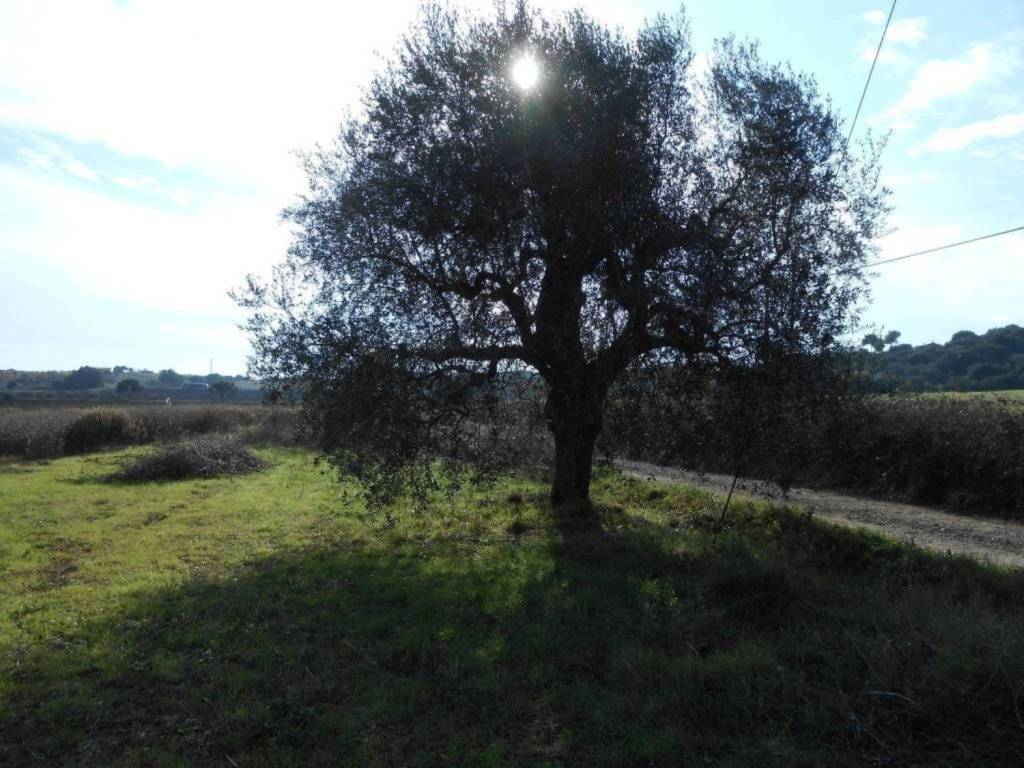 Terreno a Capalbio in Strada Provinciale Pedemontana - Foto 2