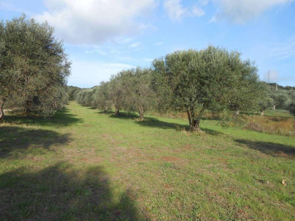 Terreno a Capalbio in Strada Provinciale Pedemontana - Foto 4