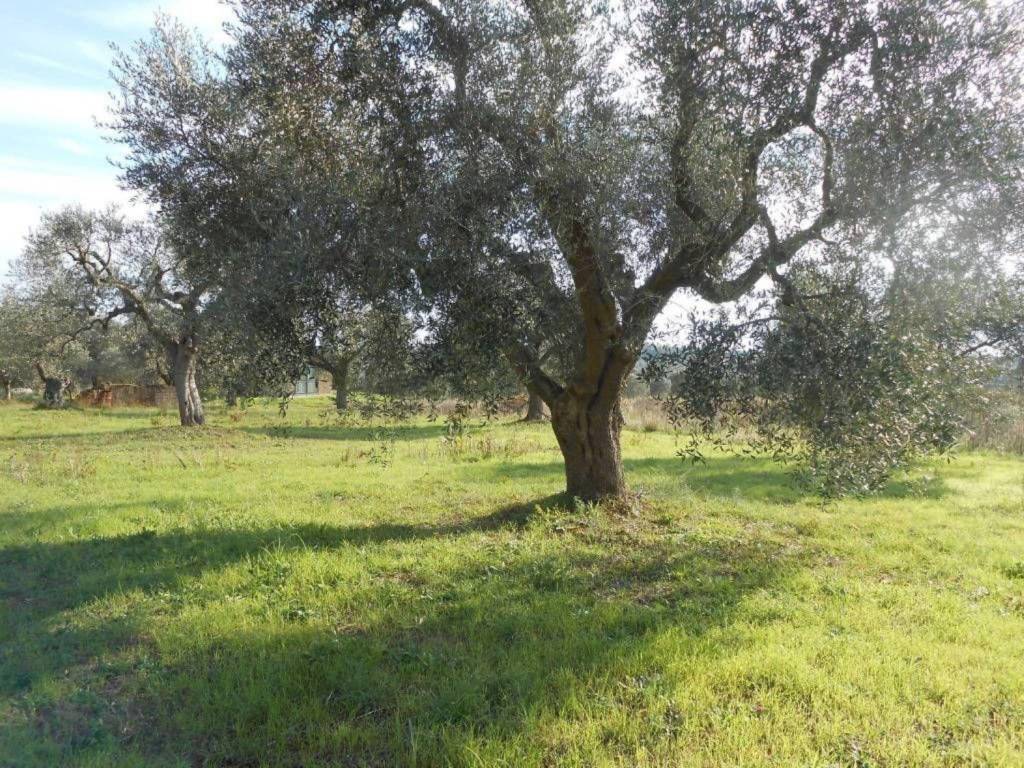 Terreno a Capalbio in Strada Provinciale Pedemontana - Foto 5