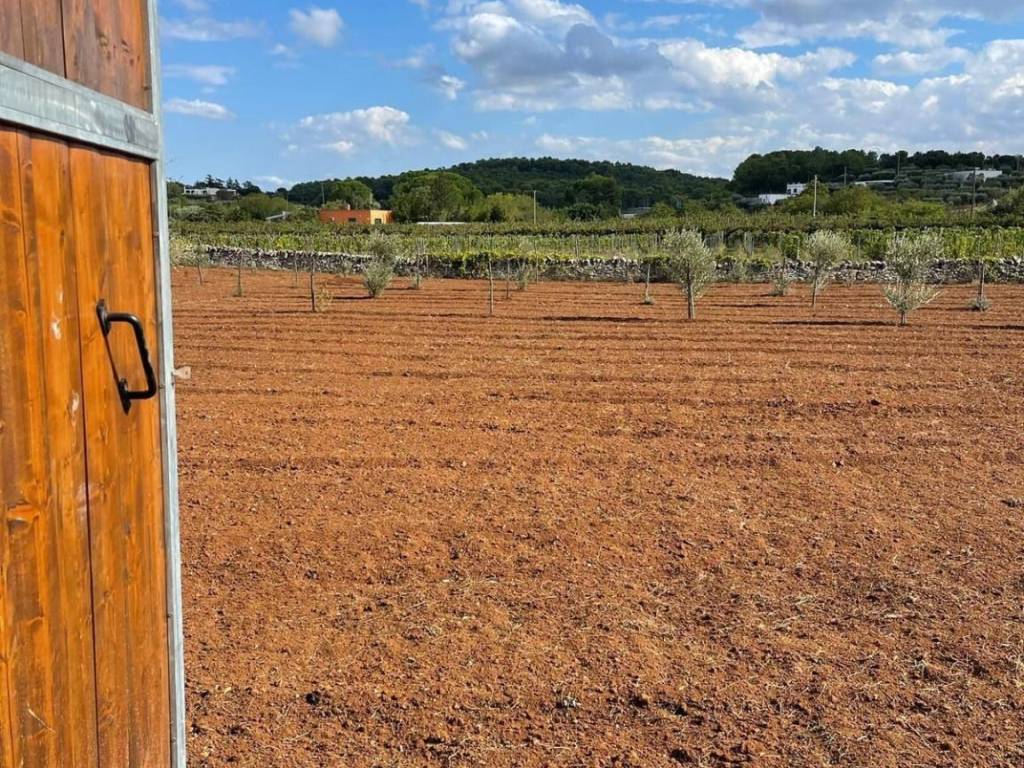 Rustico / casale a Ostuni in Contrada Santoro - Foto 3