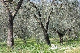 Terreno a San giuliano terme - Foto 2