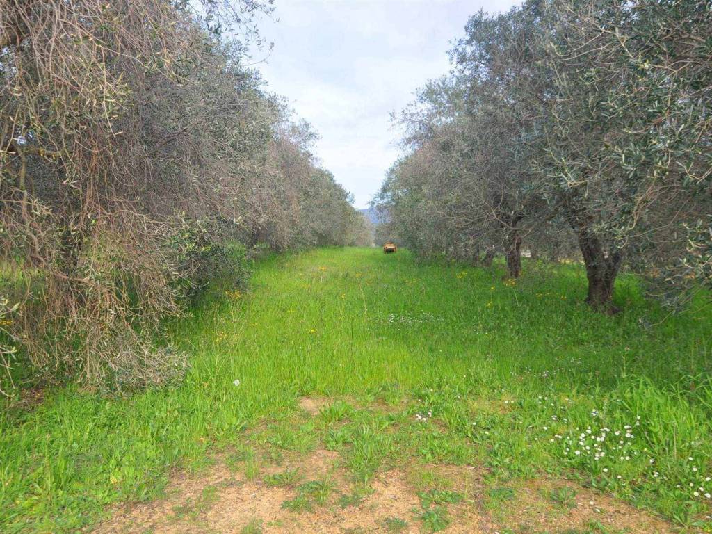 Terreno a Rosignano marittimo in Stradone del Pipistrello - Foto 4
