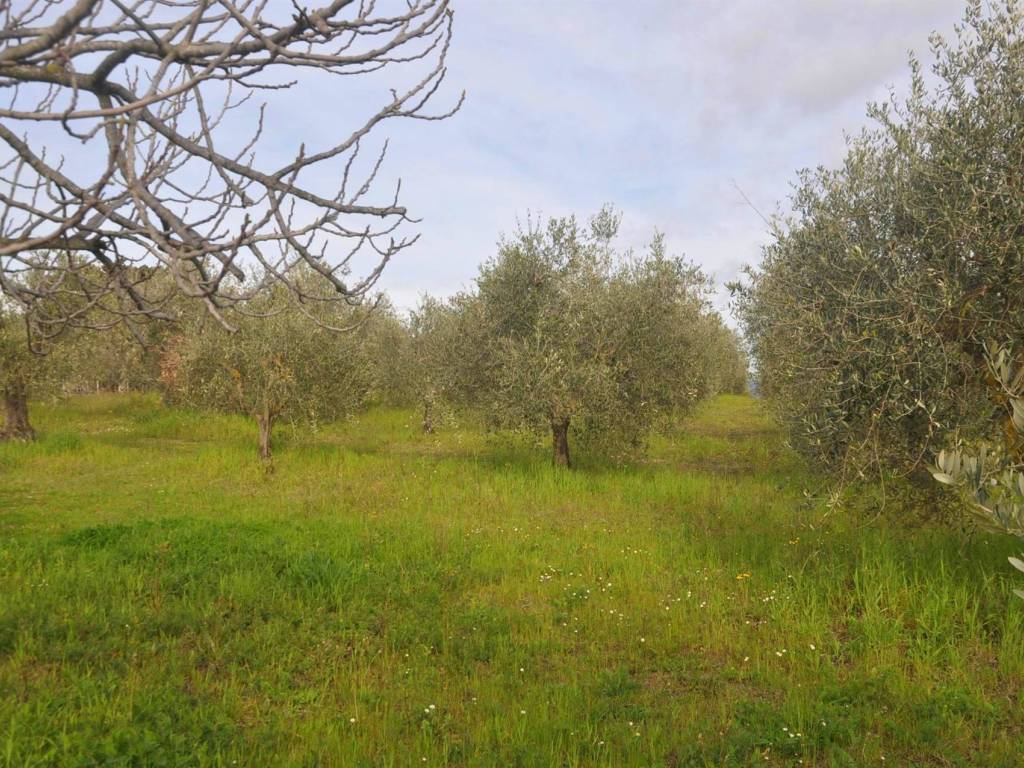 Terreno a Rosignano marittimo in Stradone del Pipistrello - Foto 5