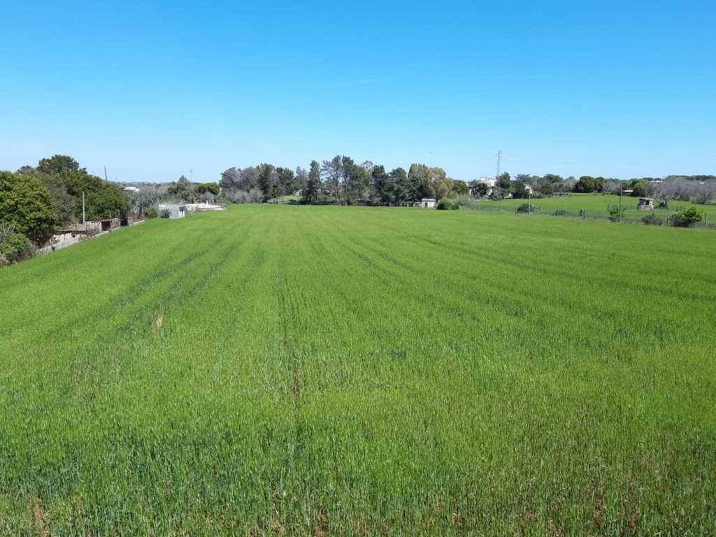 Terreno a Tricase in Strada Vicinale Monti - Foto 4