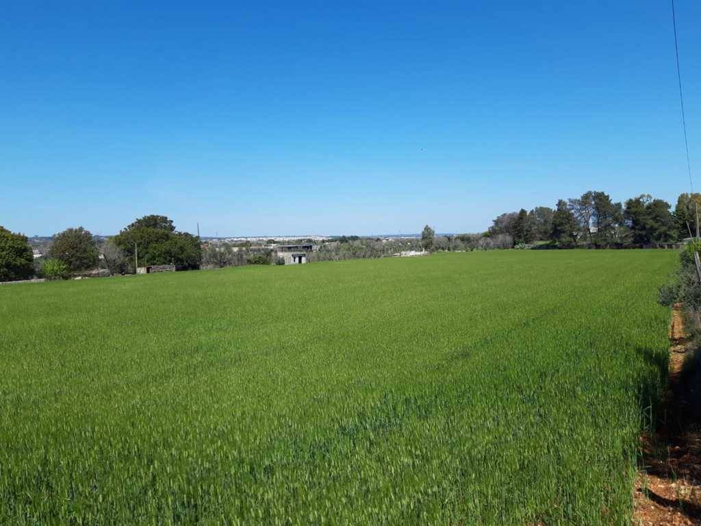 Terreno a Tricase in Strada Vicinale Monti - Foto 5