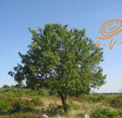 Terreno a Supersano in Contrada C.Da Schillanti - Foto 4
