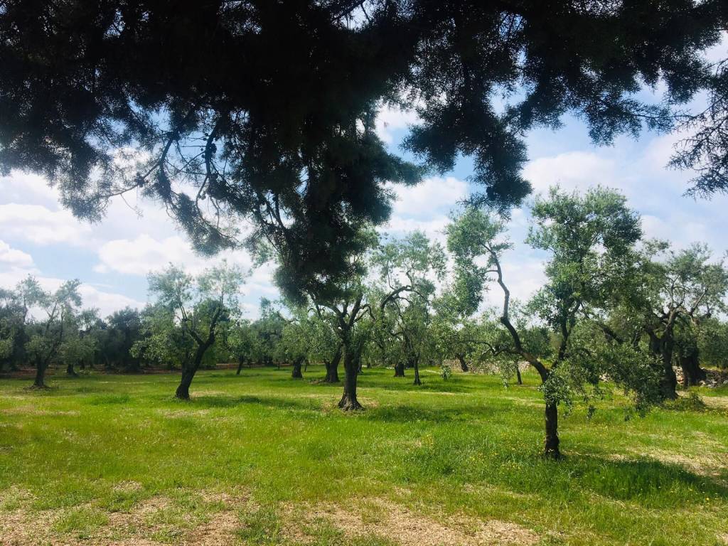 Terreno a Toritto - Foto 4