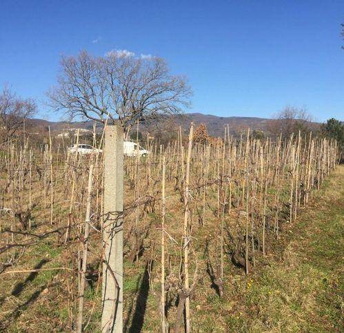 Terreno a Lamezia terme in Contrada Piano Luppino - Foto 3