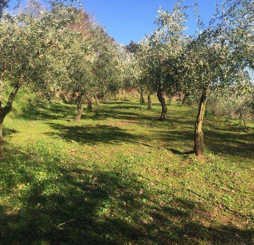 Terreno a Lamezia terme in Contrada Crozzano - Foto 3