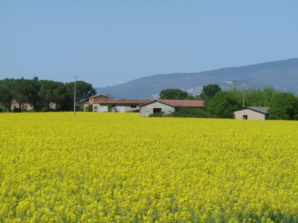 Rustico / casale a Castiglione del lago in Località Bertoni, 63 - Foto 4