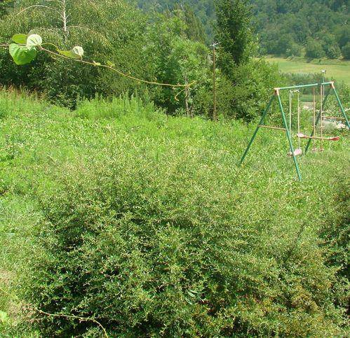 Terreno a Morgex - Foto 2