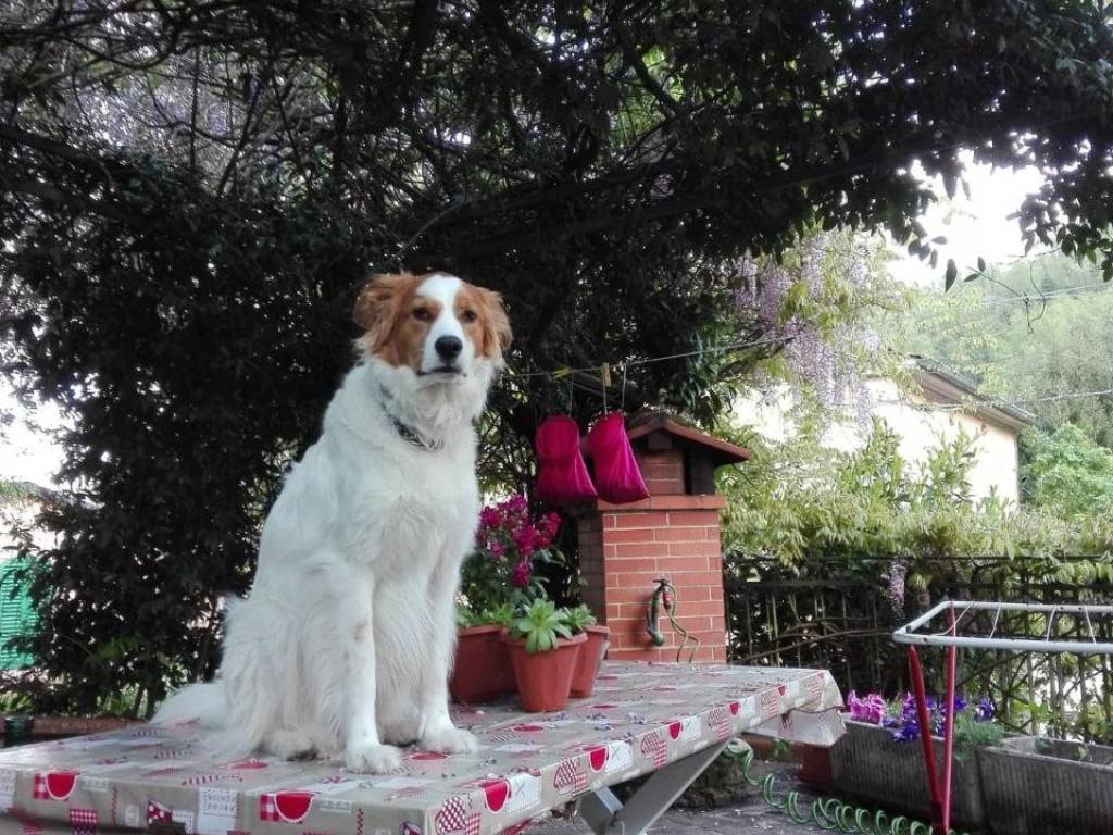 Casa indipendente a Pistoia in Via di Campiglio - Foto 3