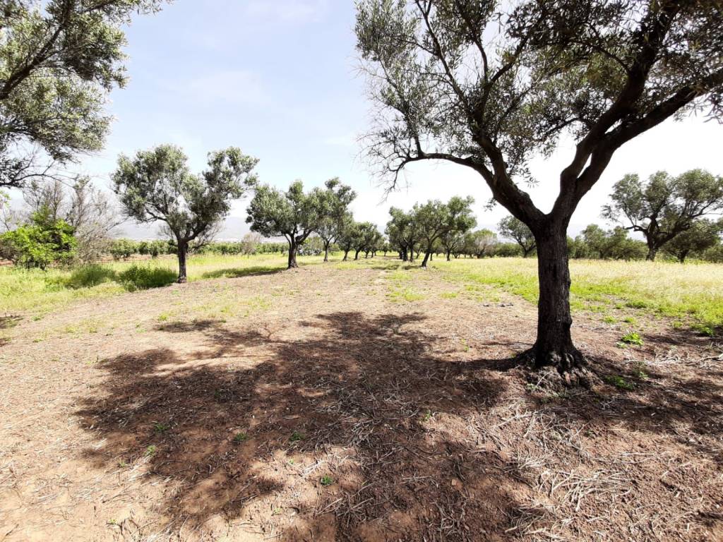 Terreno a Lamezia terme in Contrada Palazzo - Foto 3
