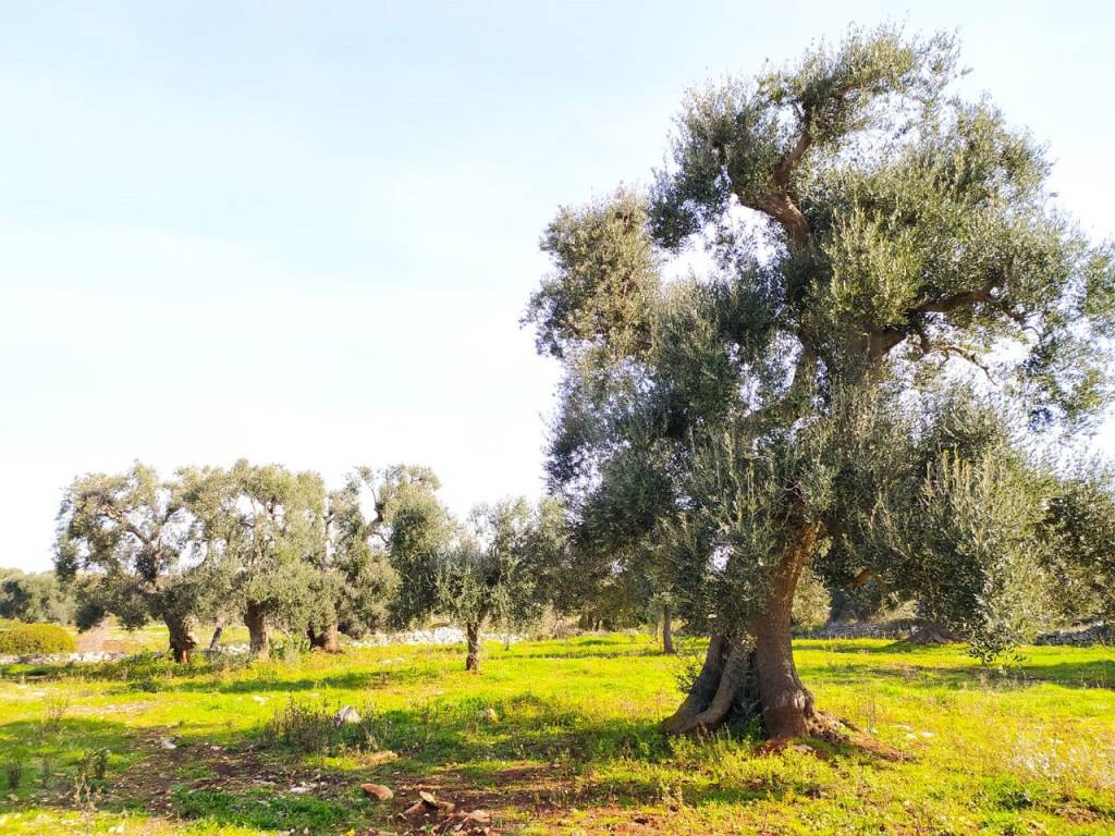 Terreno a Carovigno - Foto 4