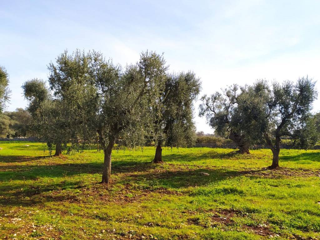 Terreno a Carovigno - Foto 5