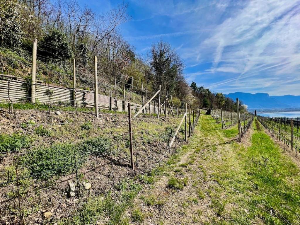 Terreno a Caldaro sulla strada del vino - Foto 5