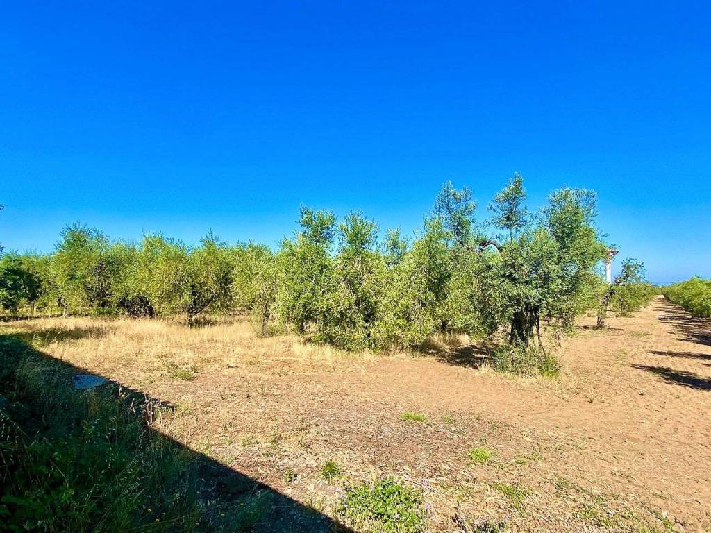 Rustico / casale a Castagneto carducci - Foto 4