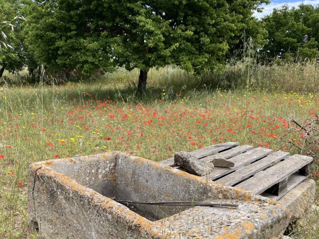 Terreno a Pachino in c.da Carrata - Foto 2