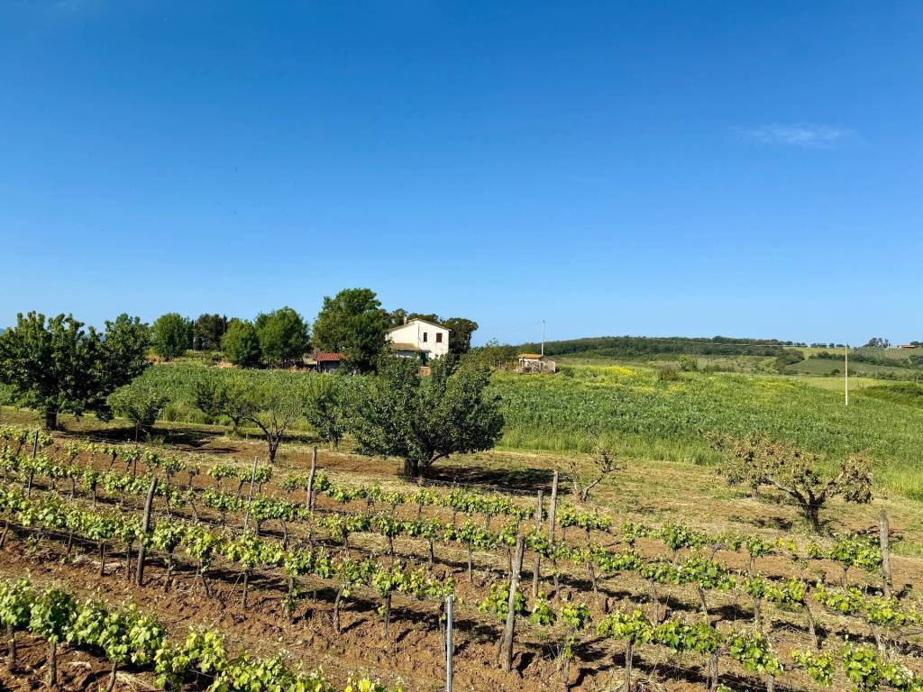 Rustico / casale a Magliano in toscana in LA CARLA - Foto 2