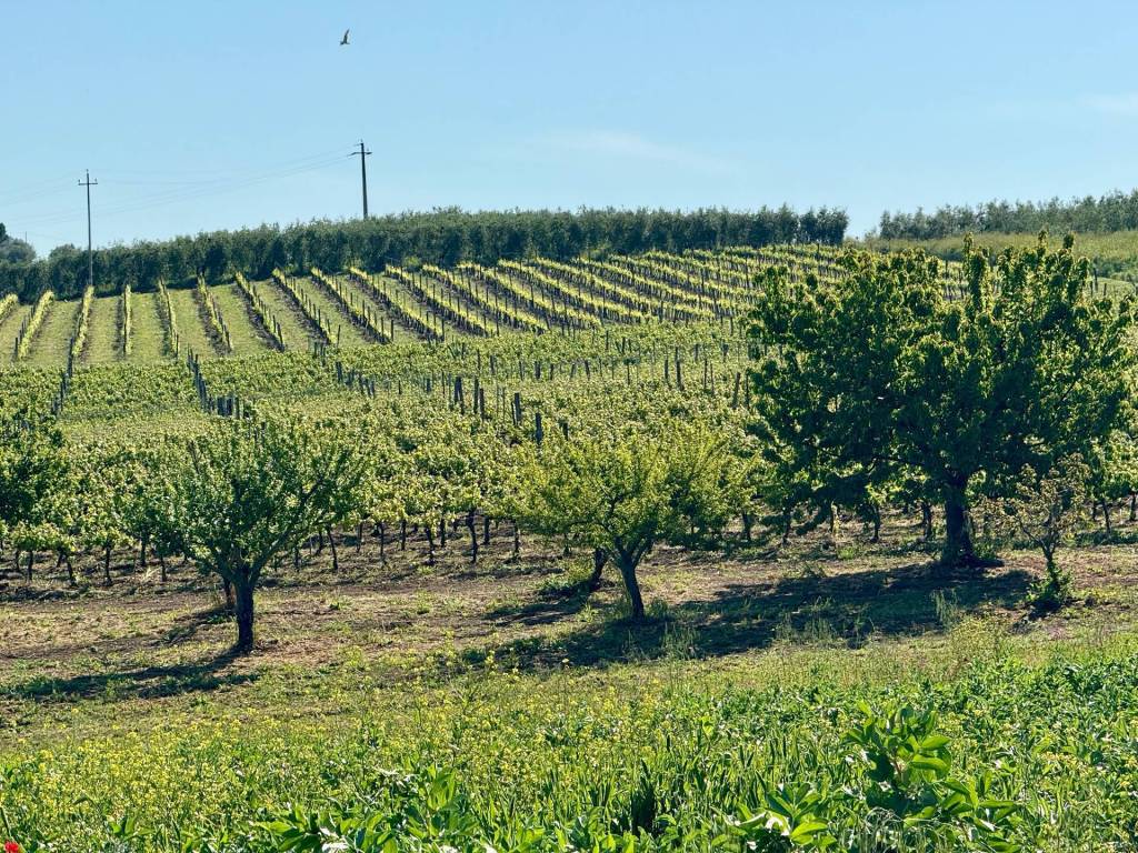 Rustico / casale a Magliano in toscana in LA CARLA - Foto 3