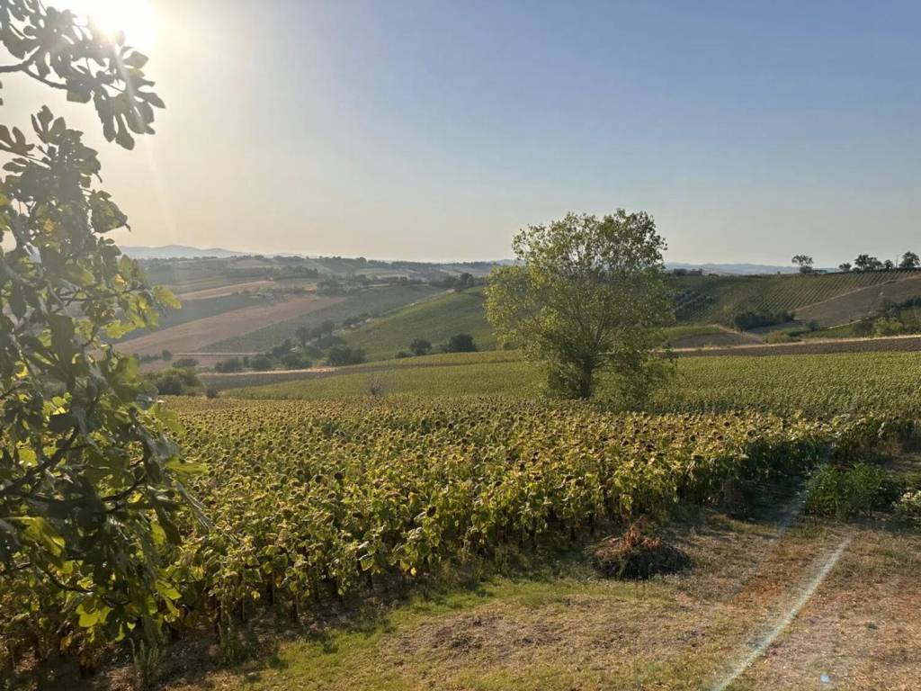Terreno a San costanzo in Strada Solfanuccio - Foto 4