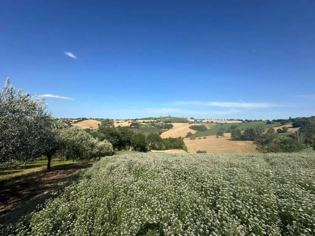 Terreno a Trecastelli in Viale Enzo Paci S.N.C. - Foto 3