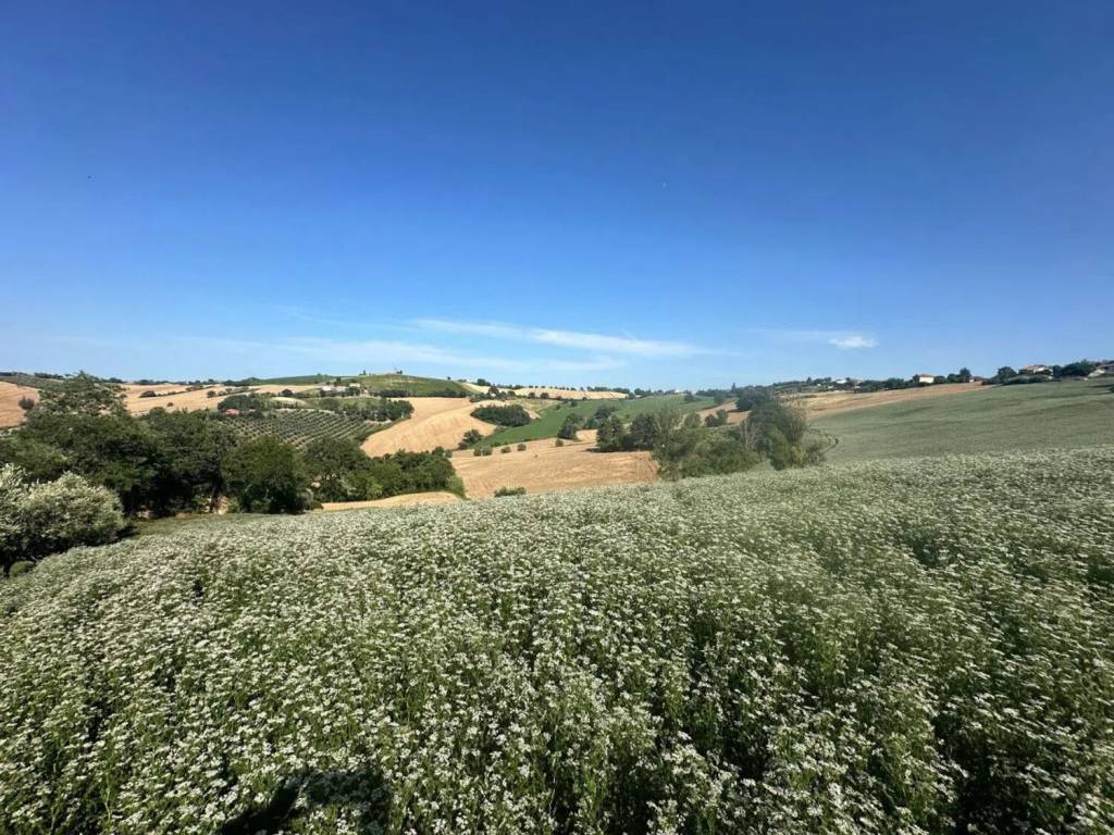 Terreno a Trecastelli in Viale Enzo Paci S.N.C. - Foto 4