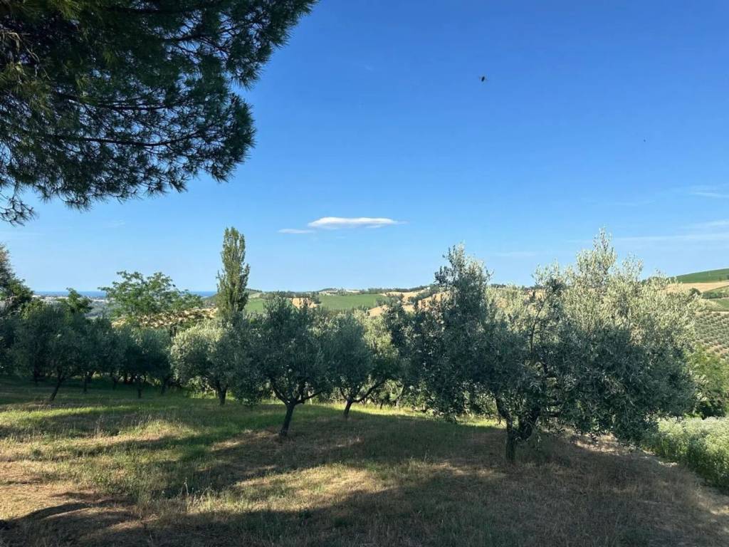 Terreno a Trecastelli in Viale Enzo Paci S.N.C. - Foto 5