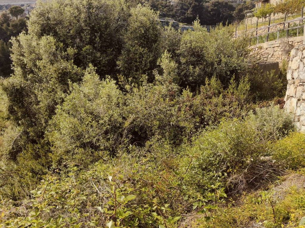 Terreno a Ospedaletti - Foto 4