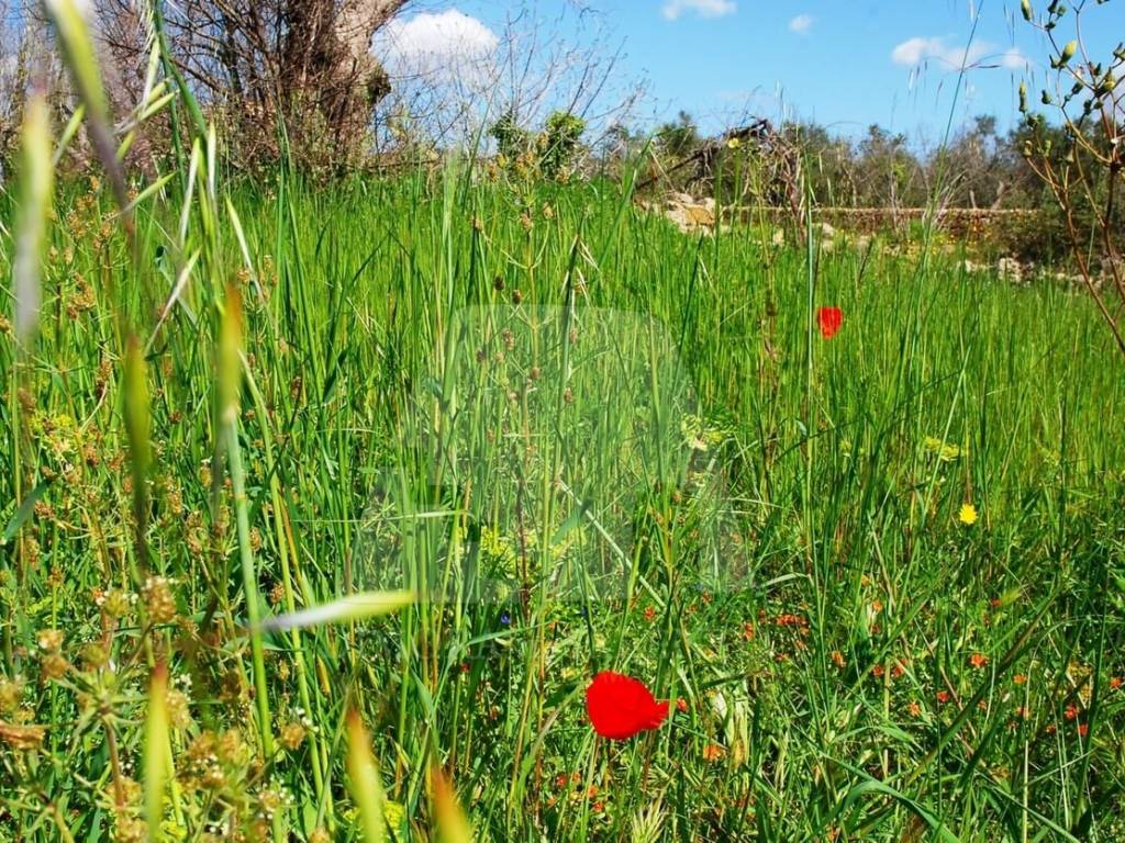Terreno a Presicce-acquarica in Strada Comunale Canale o Gozziche - Foto 3