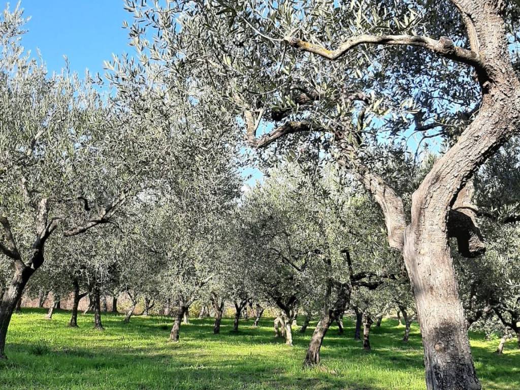 Terreno a Isernia in Strada Provinciale Isernia, 3 - Foto 2