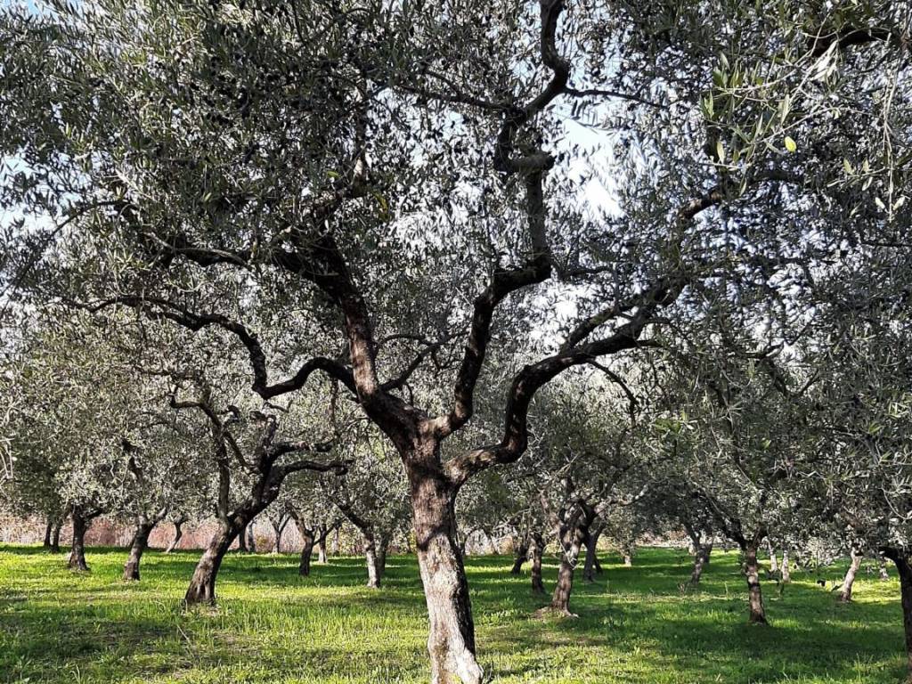 Terreno a Isernia in Strada Provinciale Isernia, 3 - Foto 3