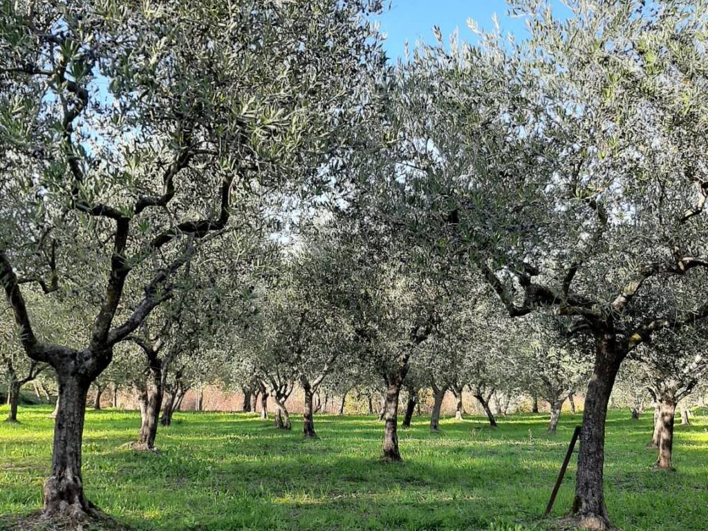 Terreno a Isernia in Strada Provinciale Isernia, 3 - Foto 4