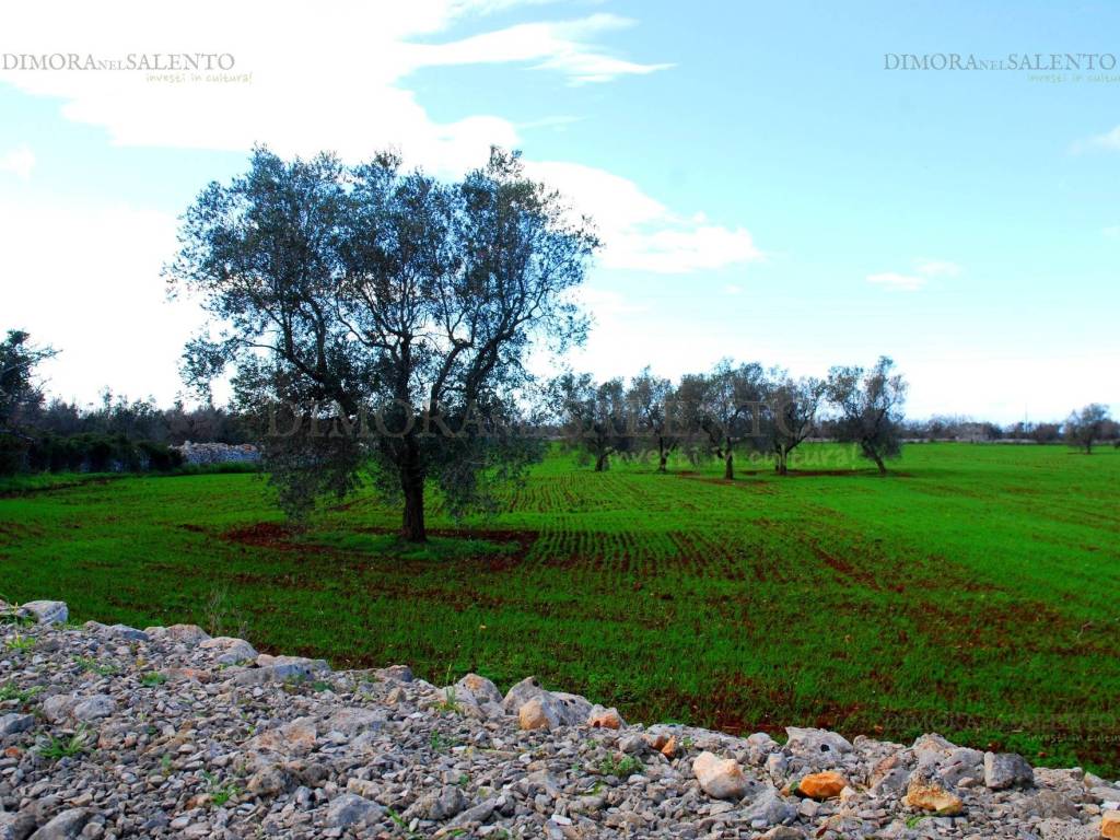 Rustico / casale a Alessano - Foto 2