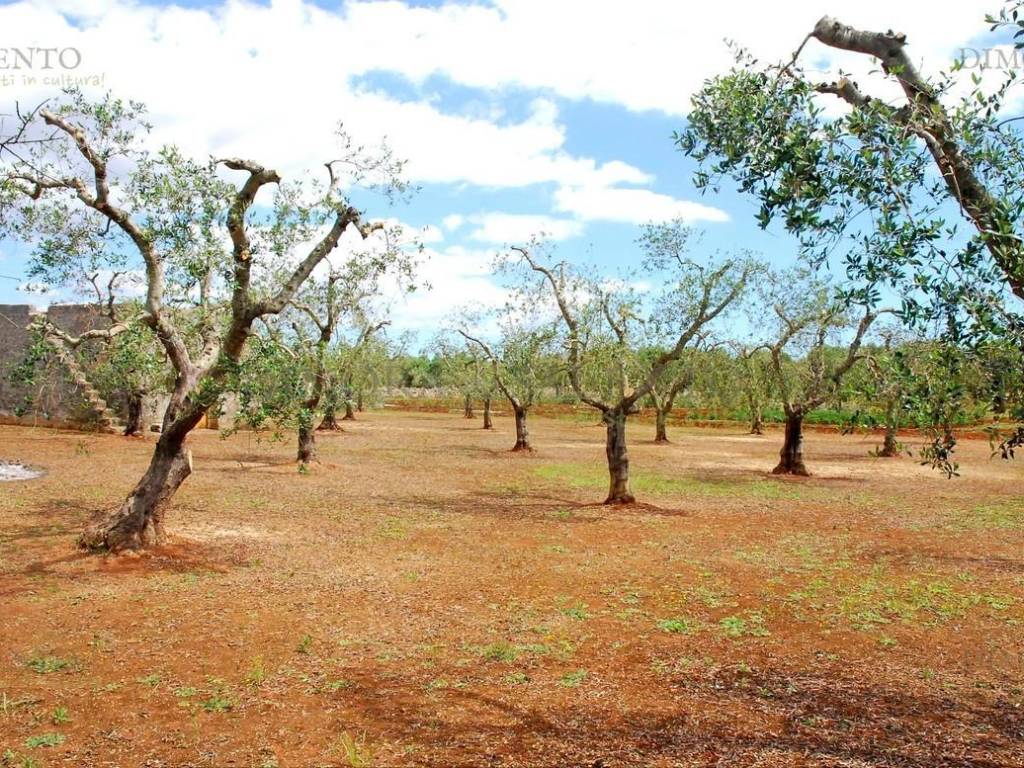 Rustico / casale a Tricase in CONTRADA MATINE - Foto 4