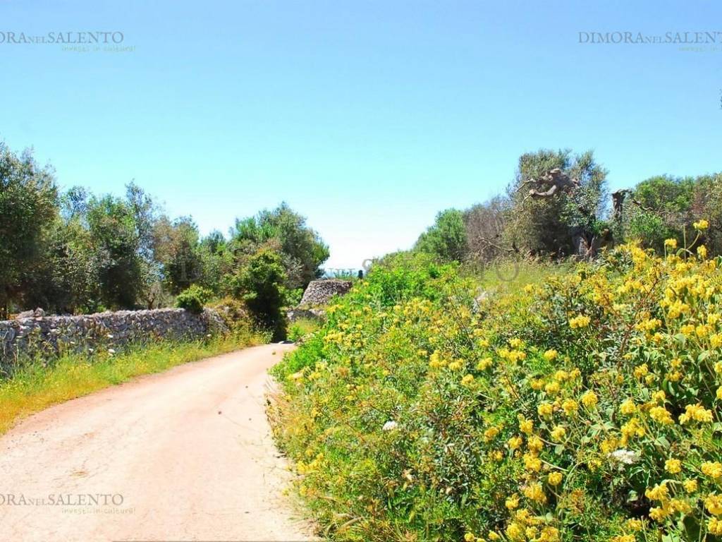 Terreno a Patù in CONTRADA MONACHE - Foto 2
