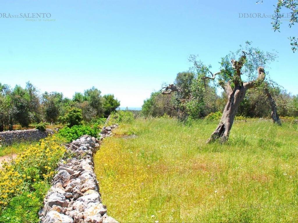 Terreno a Patù in CONTRADA MONACHE - Foto 3