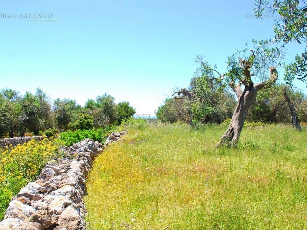 Terreno a Patù in CONTRADA MONACHE - Foto 4