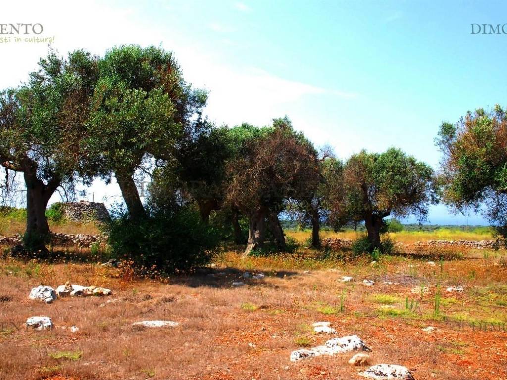 Terreno a Patù in VIA VERETO - Foto 3