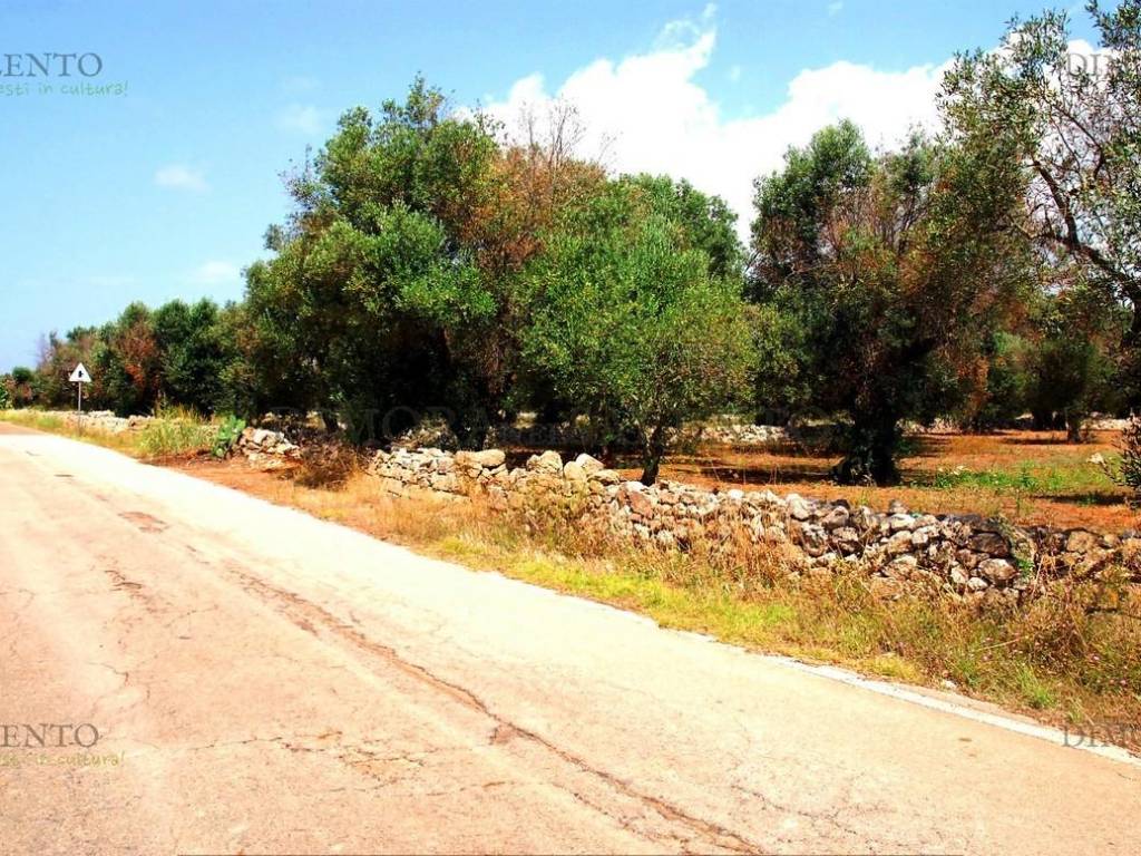 Terreno a Patù in S.P. PATU' CONTRADA MONACHE - Foto 2