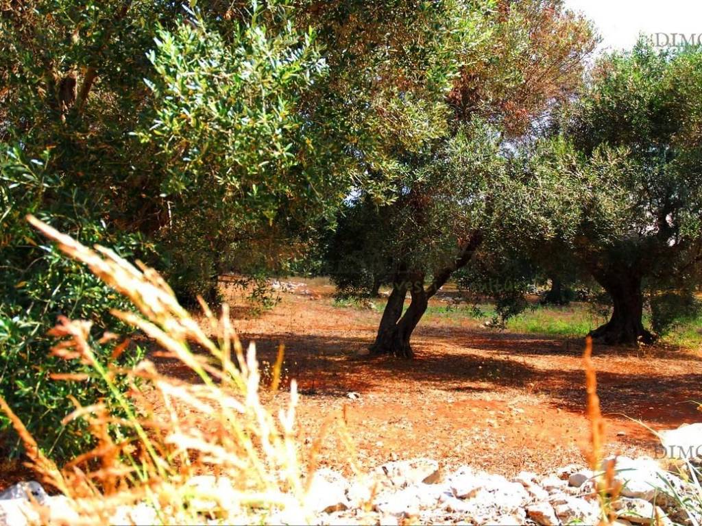 Terreno a Patù in S.P. PATU' CONTRADA MONACHE - Foto 3