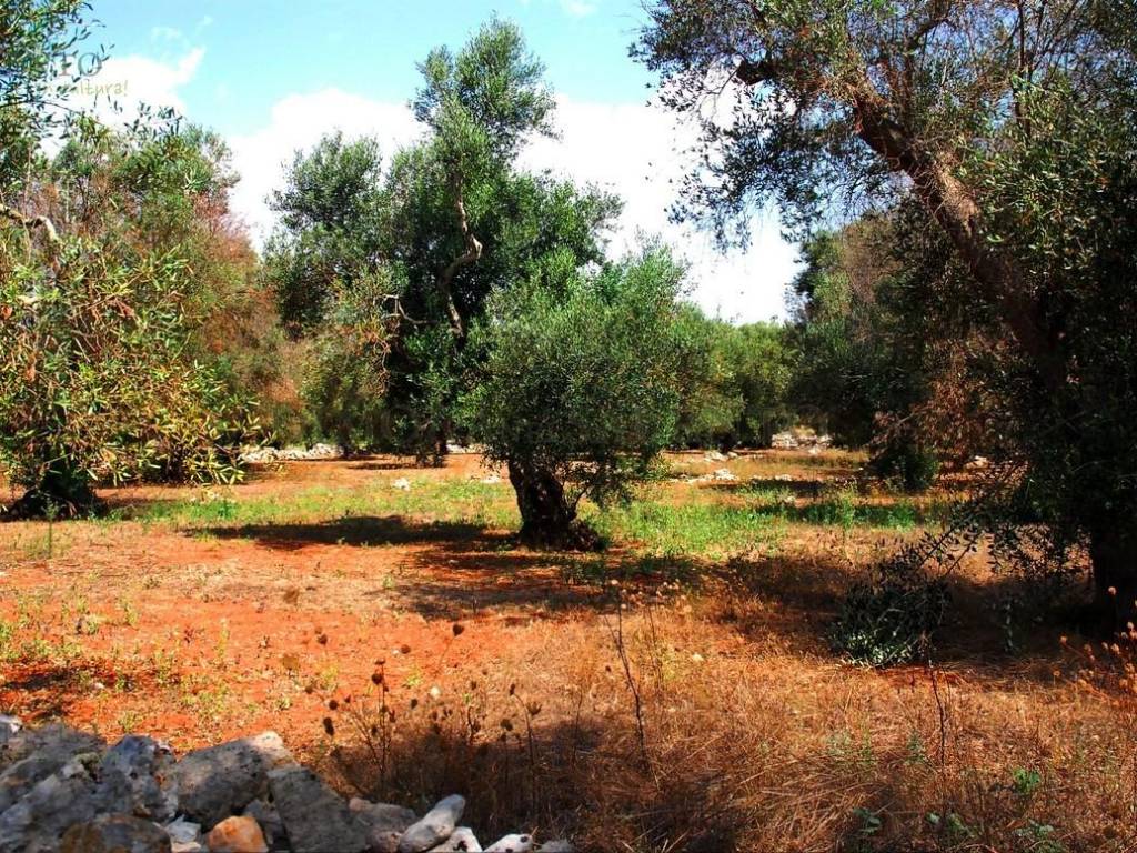 Terreno a Patù in S.P. PATU' CONTRADA MONACHE - Foto 4