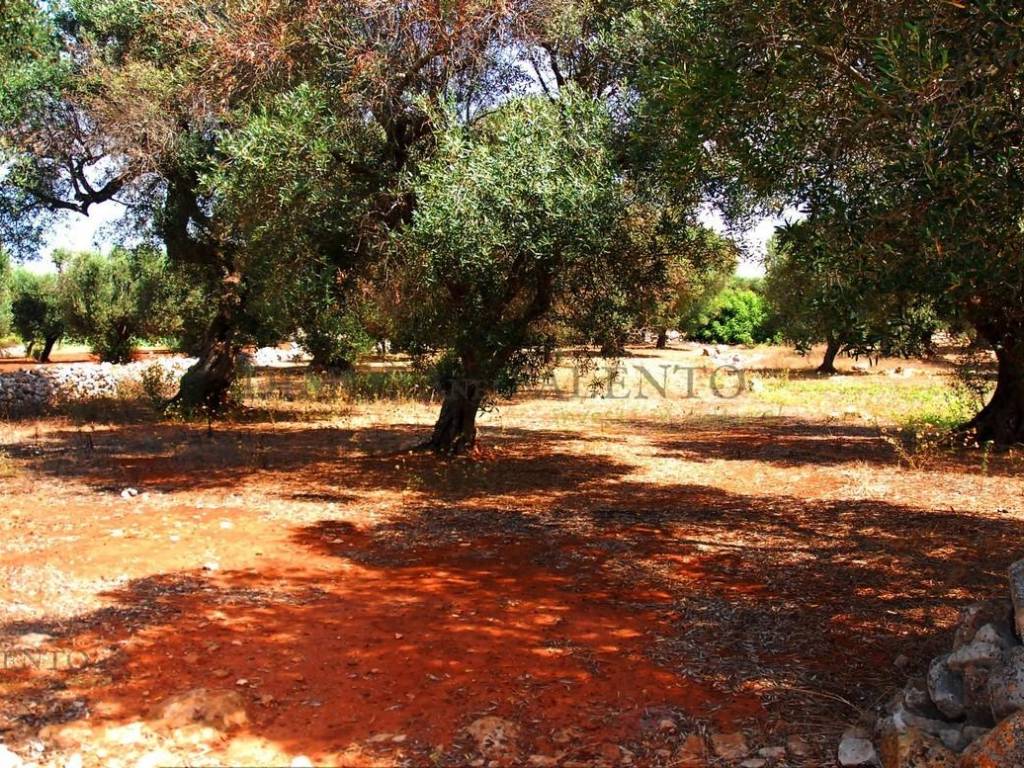 Terreno a Patù in S.P. PATU' CONTRADA MONACHE - Foto 5