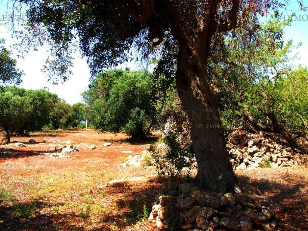 Terreno a Patù in CONTRADA SALATELLE - Foto 3