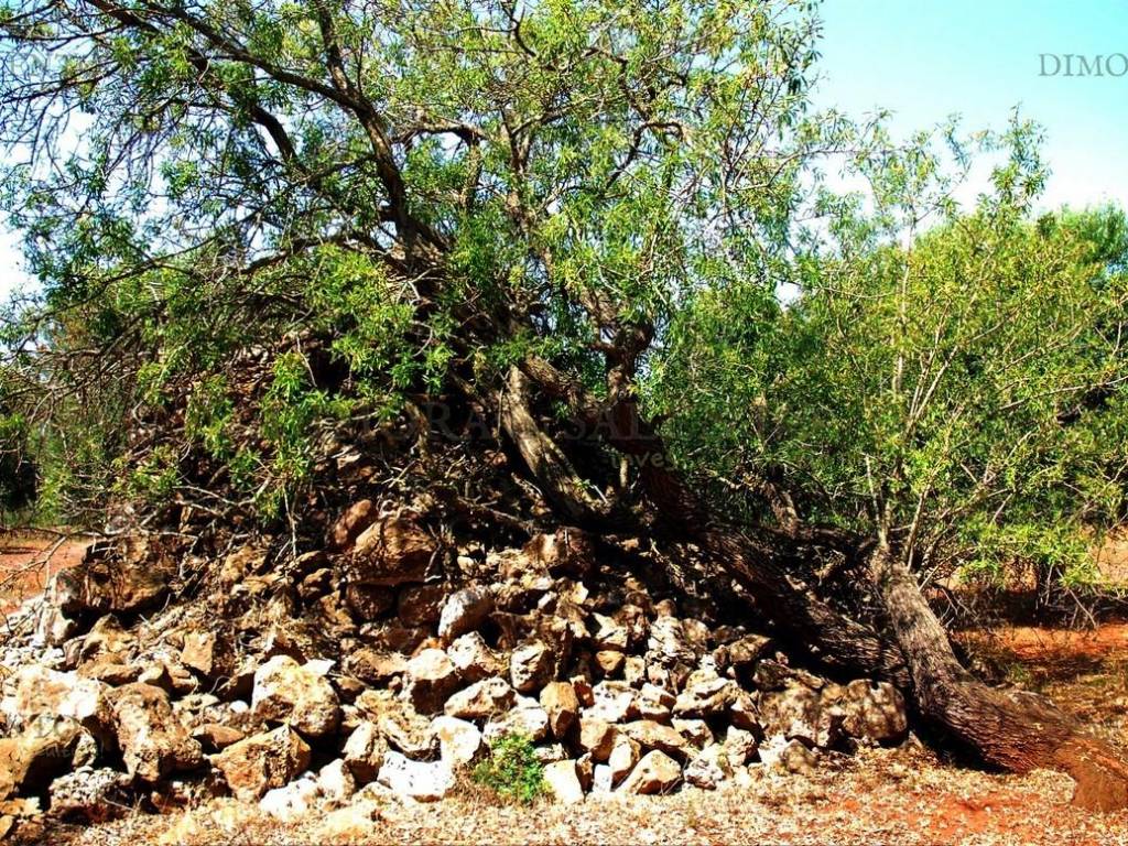 Terreno a Patù in CONTRADA SALATELLE - Foto 4