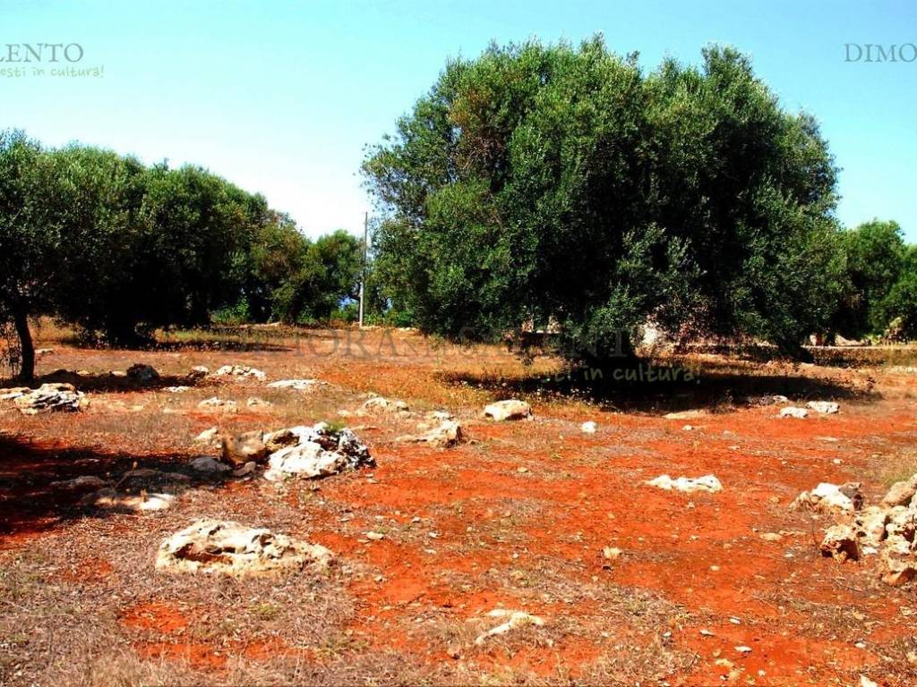 Terreno a Patù in CONTRADA SALATELLE - Foto 5