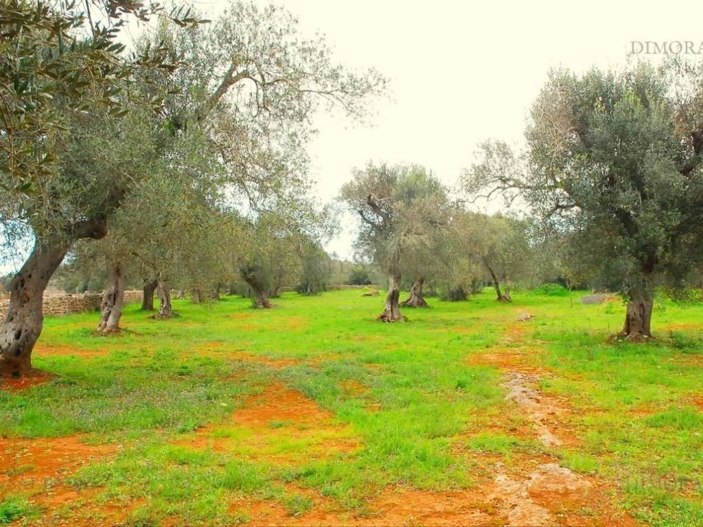 Terreno a Tiggiano in SP 80 - Foto 3