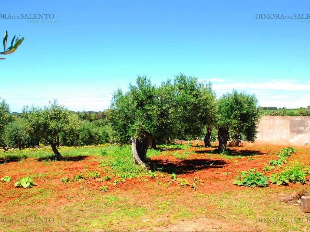Terreno a Castrignano del capo in CONTRADA VOLITO - Foto 3